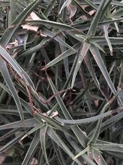 Aloiampelos striatula