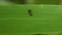 Camponotus vitiosus