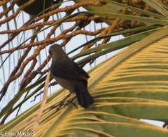 Quiscalus lugubris