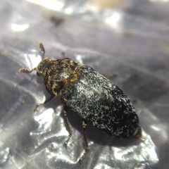 Dermestes undulatus
