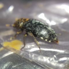 Dermestes undulatus