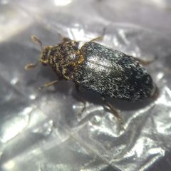 Dermestes undulatus