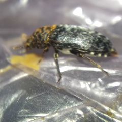 Dermestes undulatus