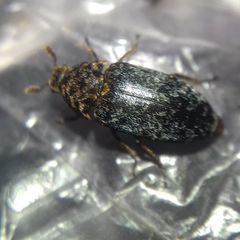Dermestes undulatus
