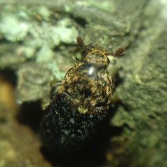 Dermestes undulatus