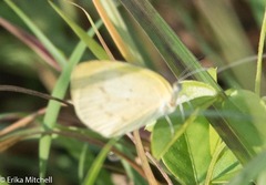 Eurema elathea