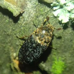 Dermestes undulatus