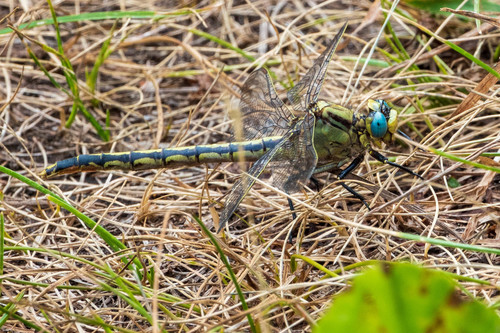 Horned Clubtail photo 3