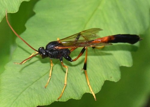 Therion circumflexum photo 5
