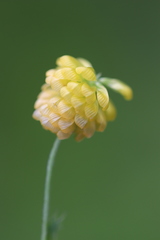 Trifolium aureum