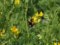 Bombus distinguendus