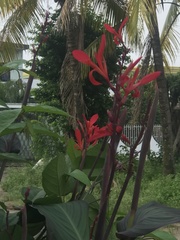 Canna indica