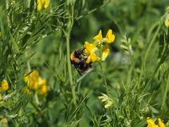 Bombus distinguendus