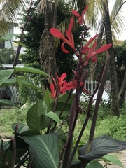 Canna indica