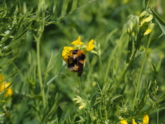 Bombus distinguendus