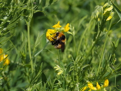 Bombus distinguendus
