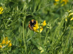 Bombus distinguendus