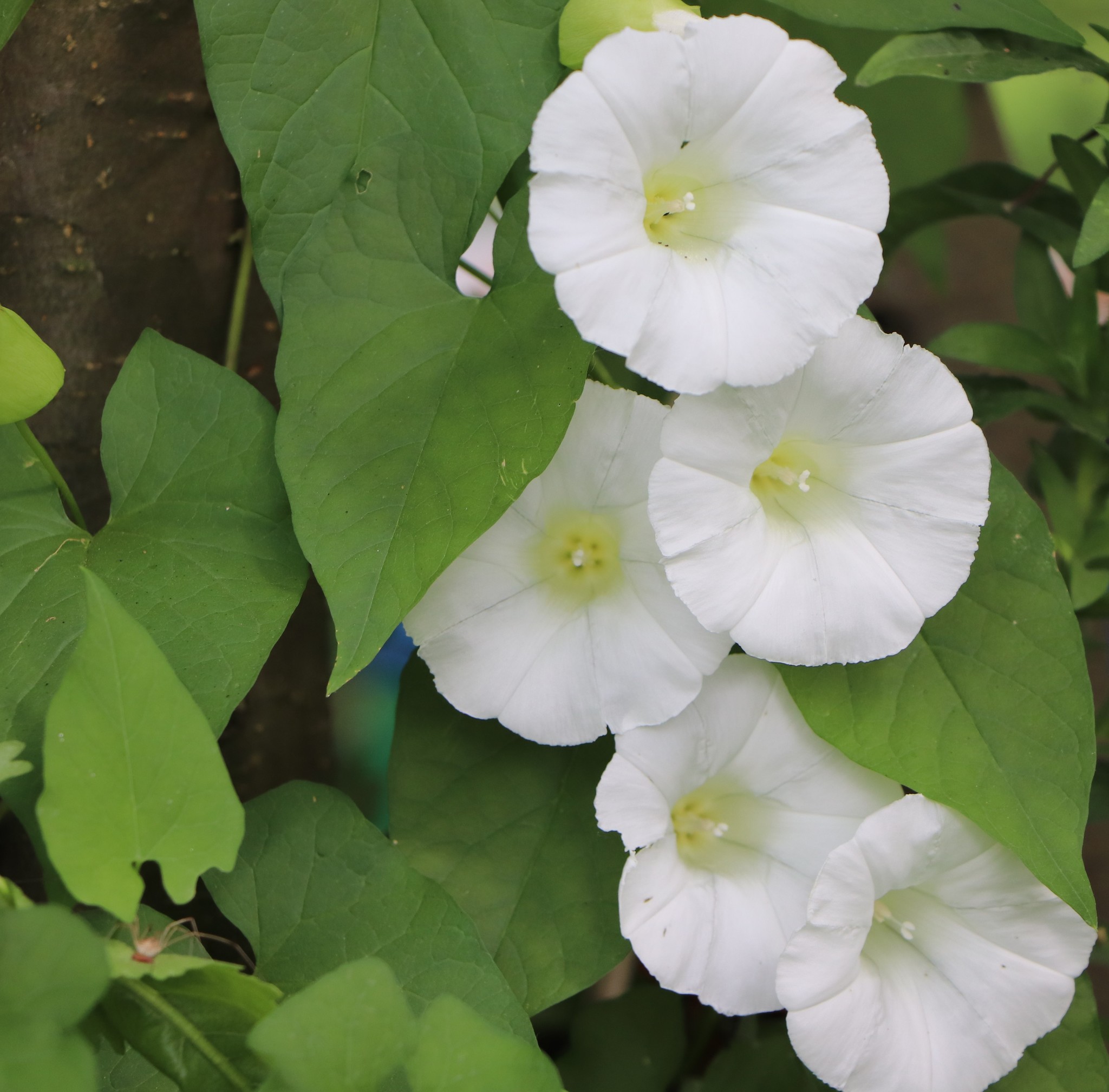 Calystegia