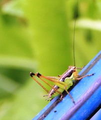 Pachytrachis gracilis