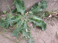 Erigeron primulifolius