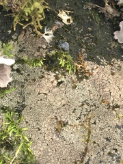 Willeya diffractella