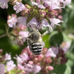 Anthophora quadrimaculata