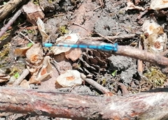 Enallagma cyathigerum