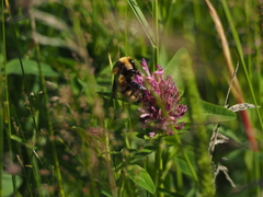 Bombus distinguendus