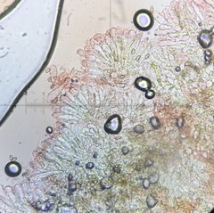 Pseudosperma friabile