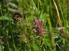 Bombus distinguendus