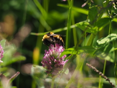 Bombus distinguendus