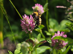 Bombus distinguendus