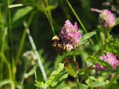 Bombus distinguendus