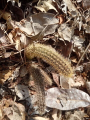 Acanthocereus oaxacensis