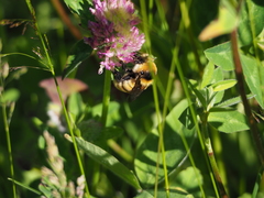 Bombus distinguendus