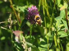 Bombus distinguendus