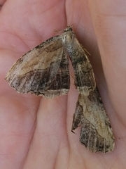 Cepphis armataria