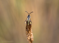 Bembecia iberica