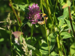 Bombus distinguendus