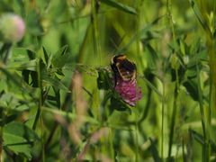 Bombus distinguendus