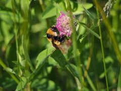 Bombus distinguendus