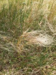 Stipa borysthenica