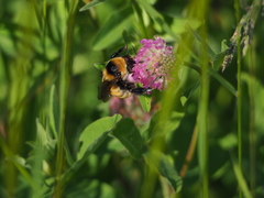 Bombus distinguendus