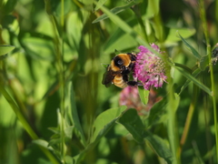 Bombus distinguendus