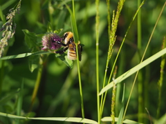 Bombus distinguendus