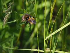 Bombus distinguendus