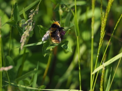 Bombus distinguendus