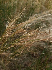 Stipa borysthenica