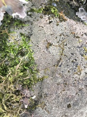 Willeya diffractella