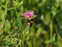 Bombus distinguendus